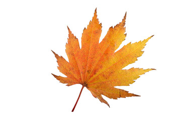 Autumn maple leaf