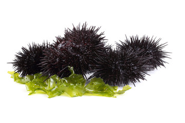 Black sea urchins on alga