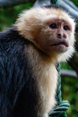 Capuchin Monkey Costa Rica
