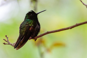 hummingbird