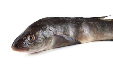 Sea bass isolated on white