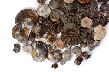 Ammonites isolated on white. Different ammonite varieties