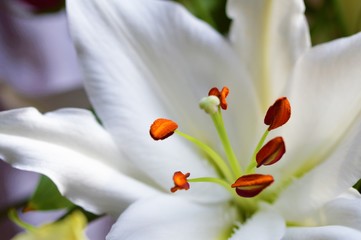 Close-up of a Lily flower.