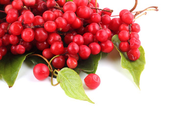 Schisandra Chinensis isolated on white