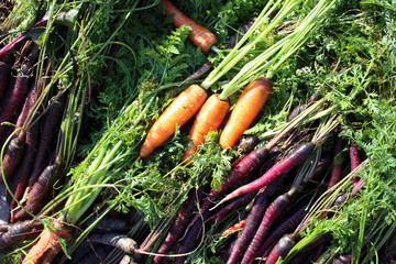 Carrots and unusual violet carrots harvest