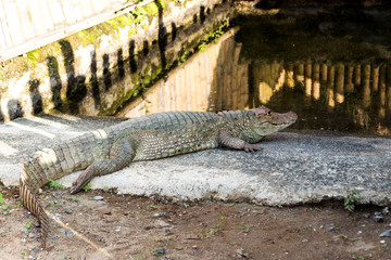 Wonderful Wildlife Landscapes at Ukumari Biopark in Pereira, Colombia.