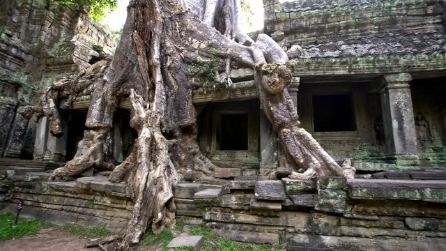 4K, Preah Khan temple with strangler fig. Famous spung tree growing in temple ruins of Cambodia. Tetrameles nudiflora. Angkor Thom with ancient architecture of Cambodia. Tourist attraction of Asia-Dan