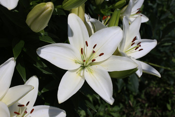 Fototapeta premium Growing white lilies