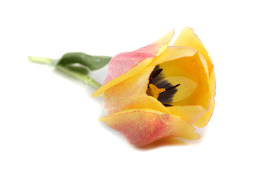 Yellow-pink tulip