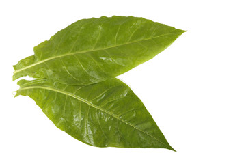 Two tobacco leaves