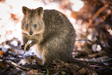 Obraz premium Quokka at Rottnest island in Western Australia