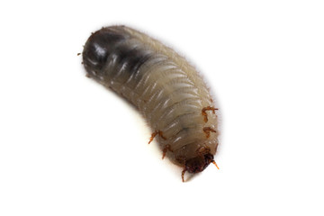 Green rose chafer larva. Useful insect. Larvas improve soil (recycle organics)