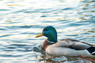wild duck swimming in blue water, close-up
