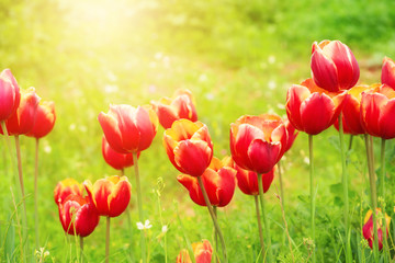 Spring season background with beautiful tulip flowers over green meadow.