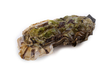 Oyster isolated on white