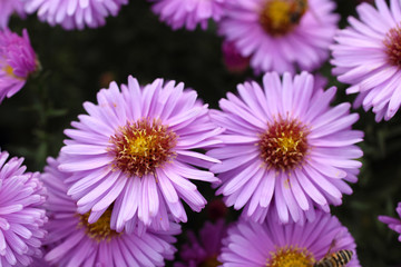 Obraz premium Violet chrysanthemums background