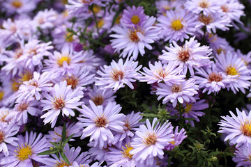 Violet chrysanthemums background