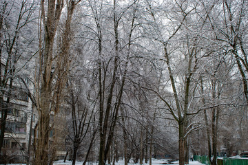 Trees in a fabulous snow bed of winter sometimes