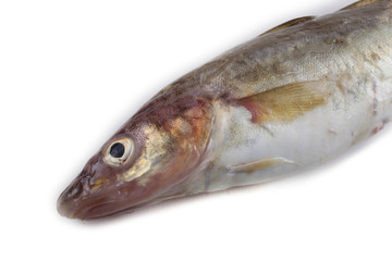 Saffron cod isolated on white