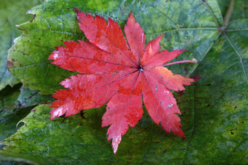 Autumn maple and grape leaves background