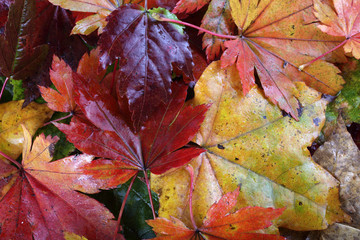 Autumn maple leaves background
