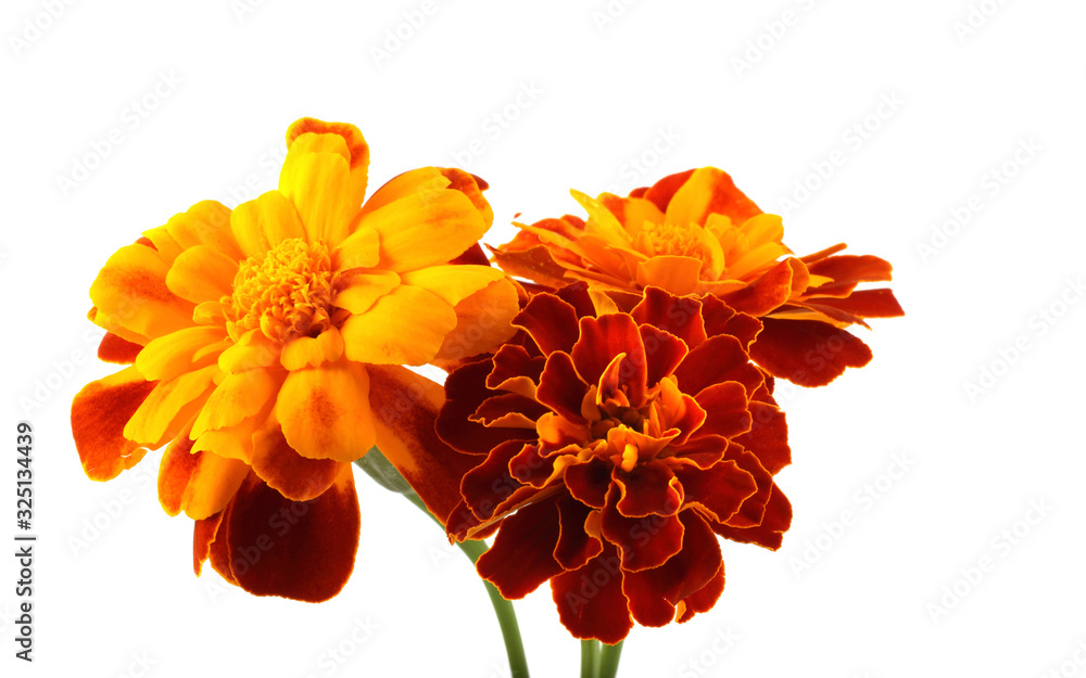 Sticker Growing marigolds isolated on white