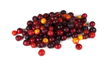 Different plum varieties