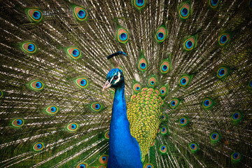 Fototapeta na wymiar Peacock displaying tail plumage