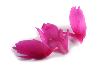 Peony petals isolated on white