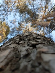 Bark on a tree trunk