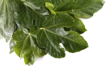 Fig leaves on white background
