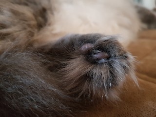 Shaggy paw of a gray cat