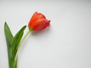 Red tulip isolated on white background. Top view.