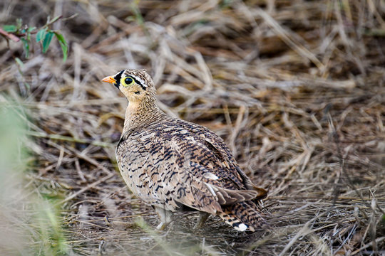 Black faced Sandgrouse (Pterocles decoratus)