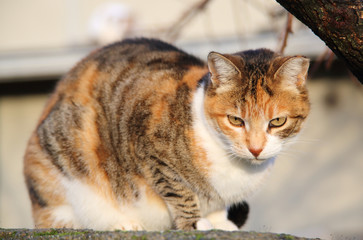 Katze im Sonnenlicht