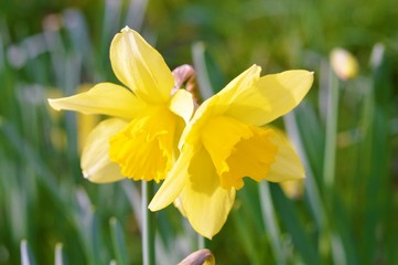 Fototapeta premium daffodils in the garden