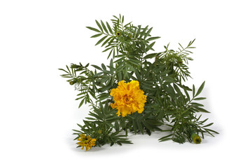 Marigold isolated on white
