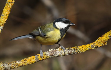 Great tit on branch background, Parus major