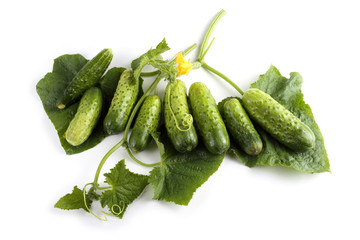 Cucumbers and branch isolated on white