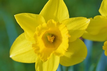 Fototapeta premium A yellow Spring Daffodil.