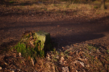 Tree stump