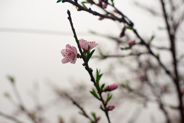 blooming pink peach flowers on an abstract background in spring in good weather