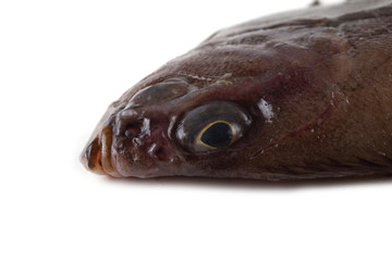 Korean flounder isolated on white