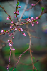 blooming pink peach flowers on an abstract background in spring in good weather