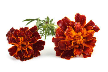 Two marigolds