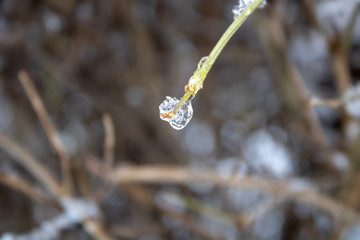 Kidney on a branch shackled in a diamond ice floe harsh winter