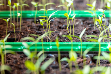 Junge Gemüsepflanzen in Anzuchtkisten auf der Fensterbank