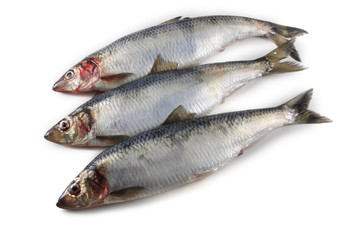 Herrings isolated on white