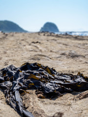 神奈川 三浦半島 釣りの名所 盗人狩
