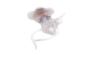 Little cuttlefish isolated on white